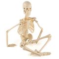 『高品質　人体骨格模型　45cm スタンド 付き 医学模型 人体解剖 教育 骸骨 スカル ドクロ』