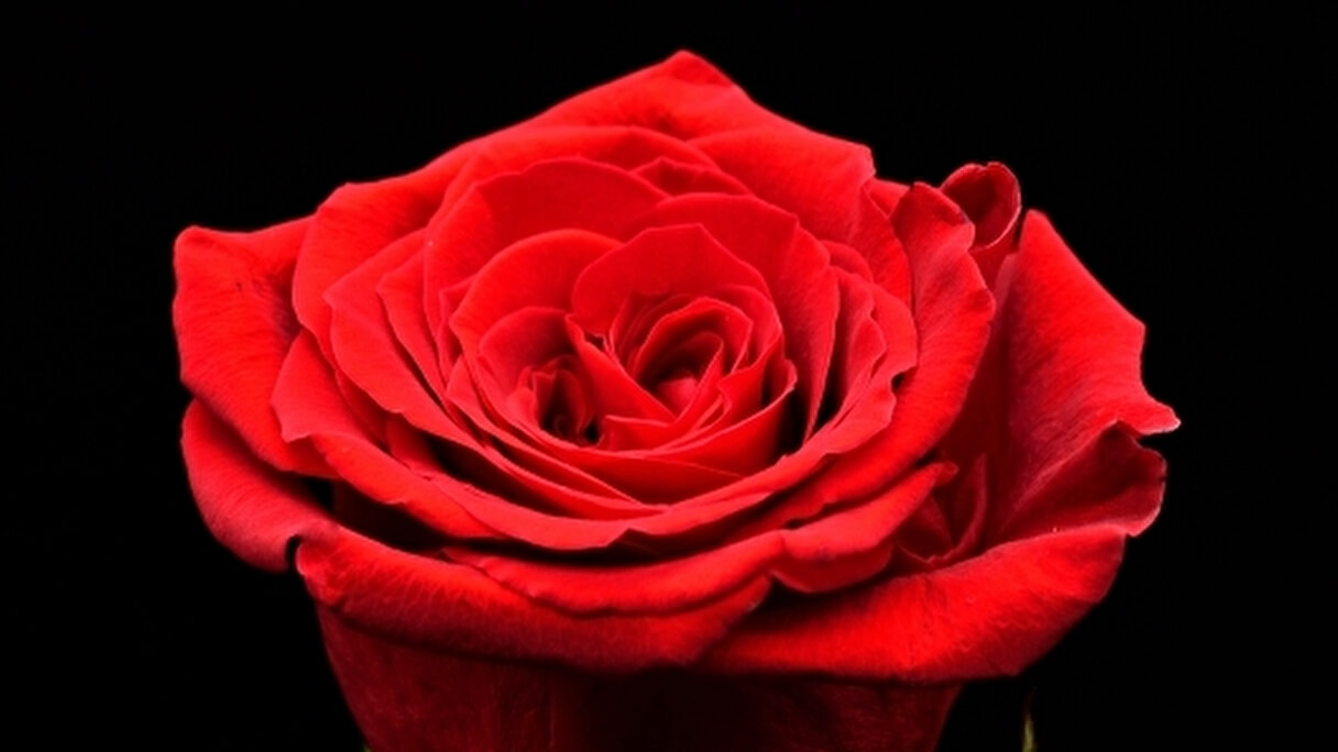 真っ赤な薔薇の画像