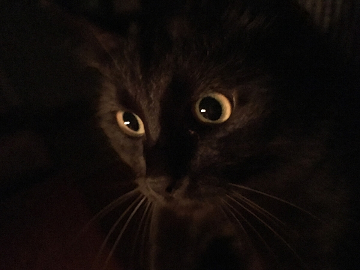 黒猫の顔のアップ画像